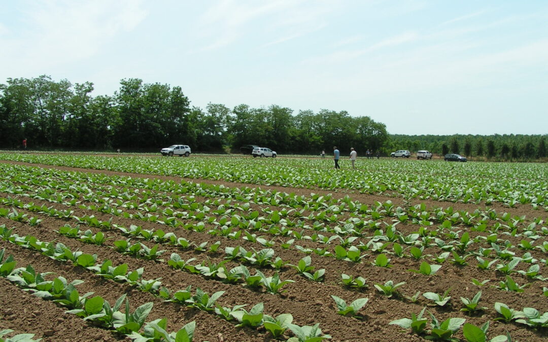Üzemi fajtakísérletek szemléje
