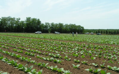 Üzemi fajtakísérletek szemléje