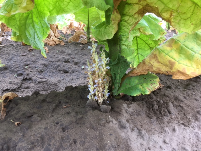 Hazai dohányültetvények szádor fertőzöttségének felmérése, 2014-2021