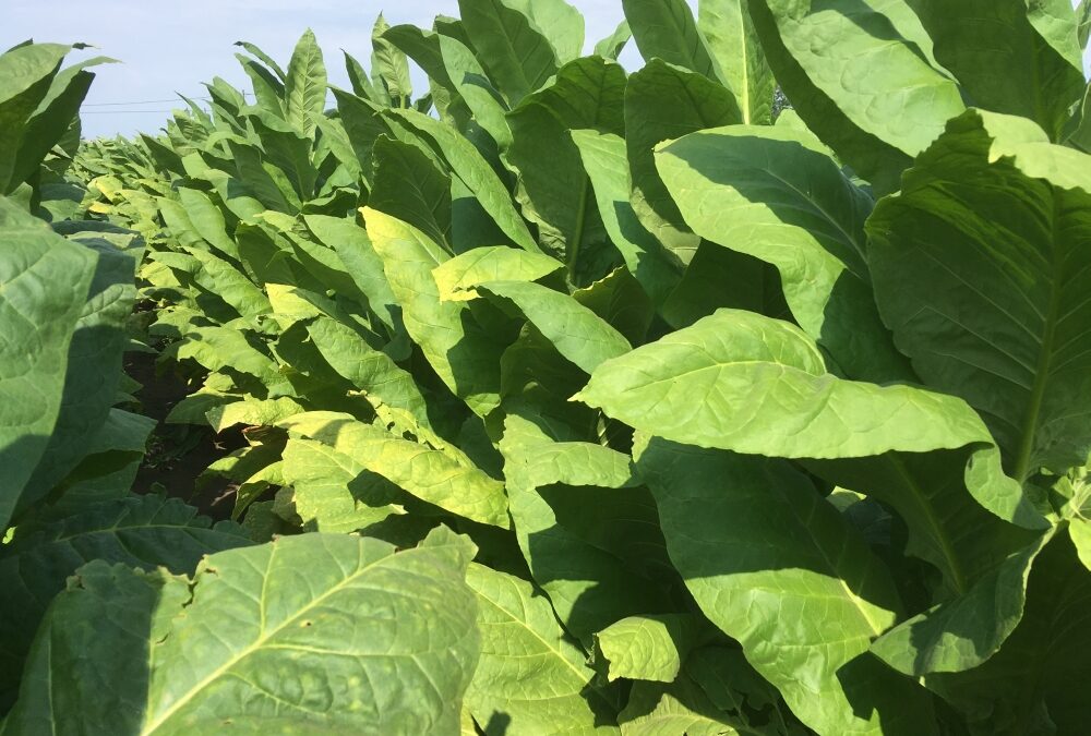 Vetőmagszemle és fajtabemutató 2022