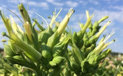 Vetőmagszemle és fajtabemutató 2024